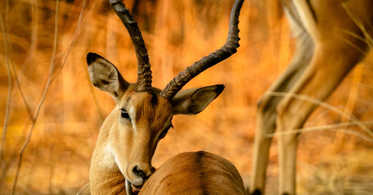 A beautiful impala with curved horns resting in the golden hues of the African savanna.