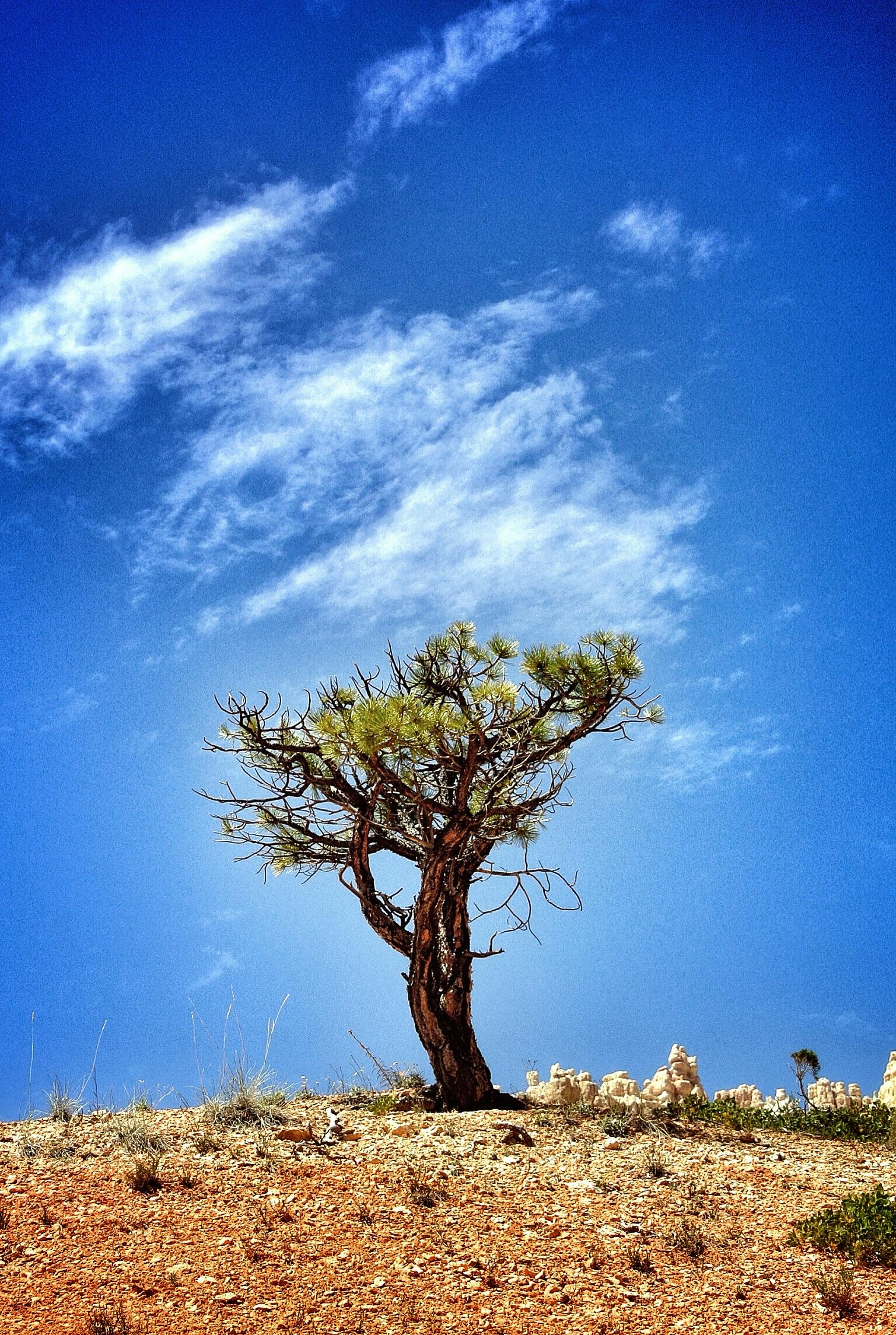 Solitary pine tree under a vibrant blue sky in Bryce Canyon, Utah.