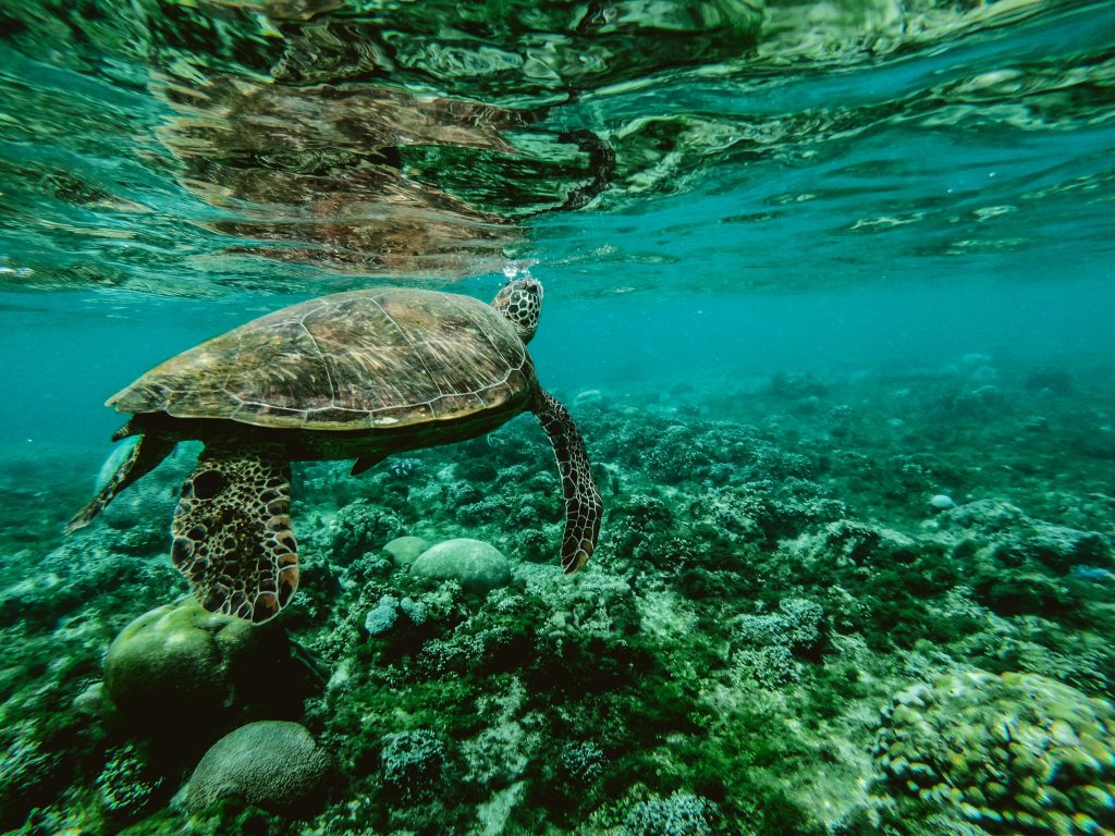 Explore the beauty of a sea turtle gliding through a colorful underwater coral reef.