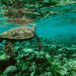 Explore the beauty of a sea turtle gliding through a colorful underwater coral reef.